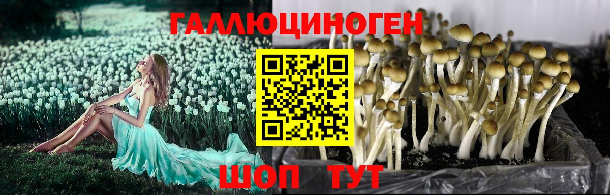 Псилоцибиновые грибы мицелий  Псилоцибиновые грибы GOLDEN TEACHER  Вход с VPN  Уссурийск 